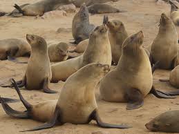 Seal Team 3