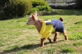 Fancy goat