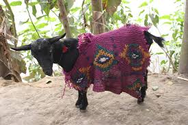 Yet another fancy goat
