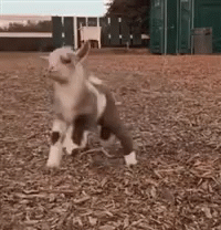 Goat