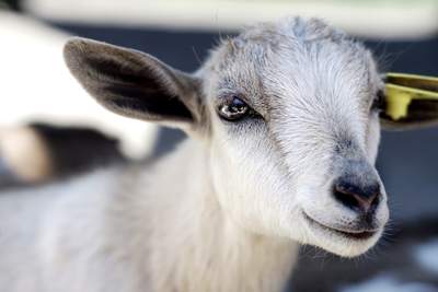 Goat