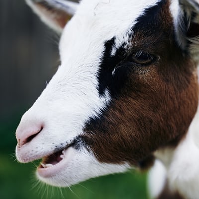 Goat