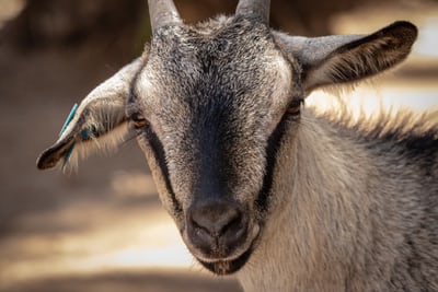 Goat