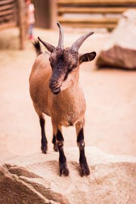 Goat