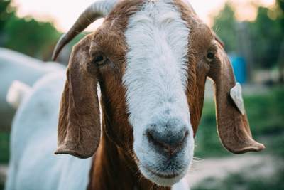 Truth Goat