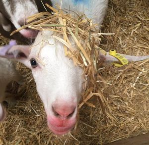 Hiding goat