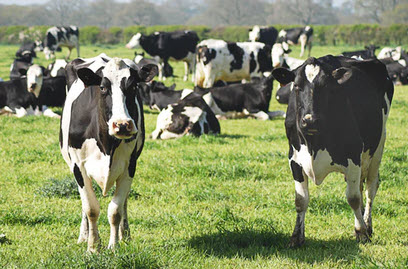 Cows
